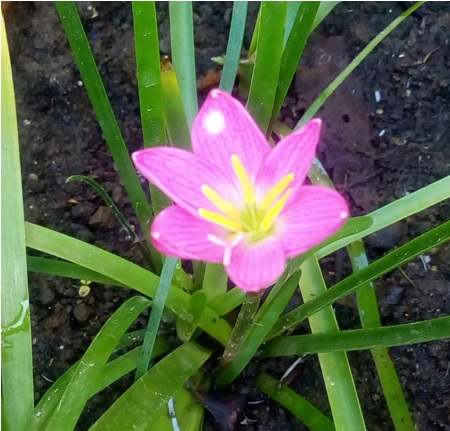 rain lilies